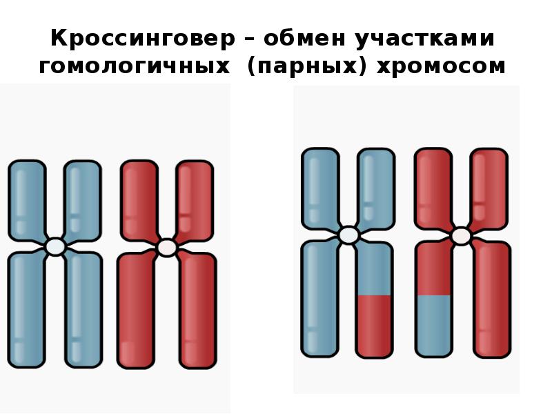 Кроссинговер происходит между хромосомами