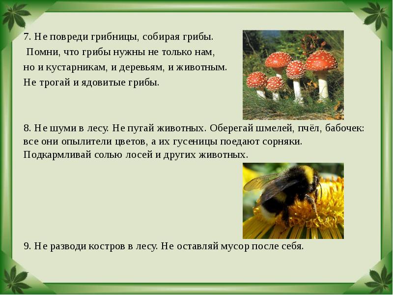 7. Не повреди грибницы, собирая грибы. 7. Не повреди грибницы, собирая
