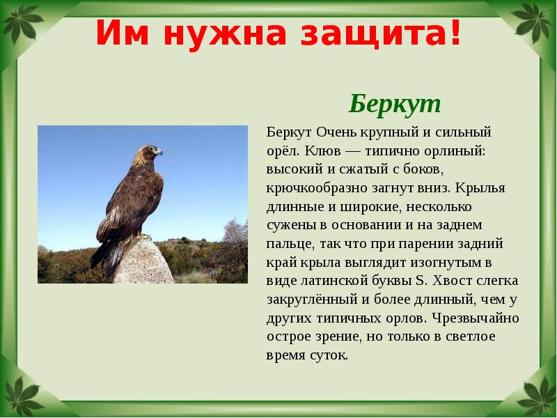 Им нужна защита!  Беркут Беркут Очень крупный и сильный орёл.