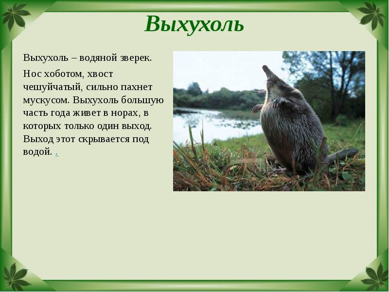 Выхухоль  Выхухоль – водяной зверек.  Нос хоботом, хвост чешуйчатый,