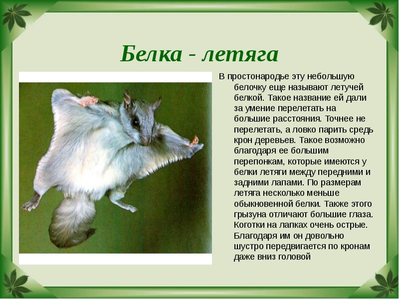Белка - летяга В простонародье эту небольшую белочку еще называют летучей