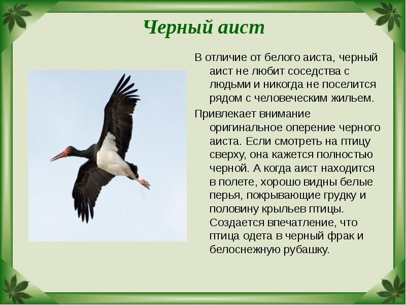 Черный аист  В отличие от белого аиста, черный аист не