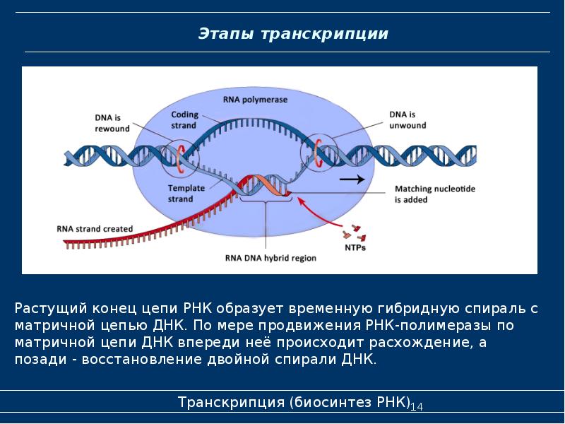 Презентация транскрипция биология