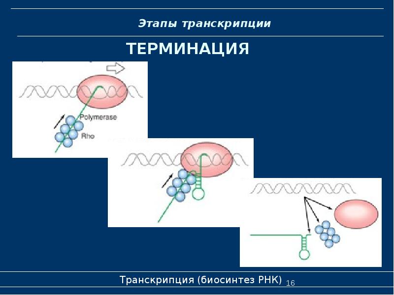 Биосинтез молекул рнк транскрипция. Терминация транскрипции схема. терминация биохимия. биосинтез рнк терминация. биосинтез рнк транскрипция.