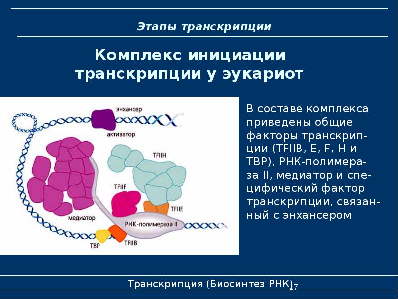 Презентация транскрипция 7 класс презентация