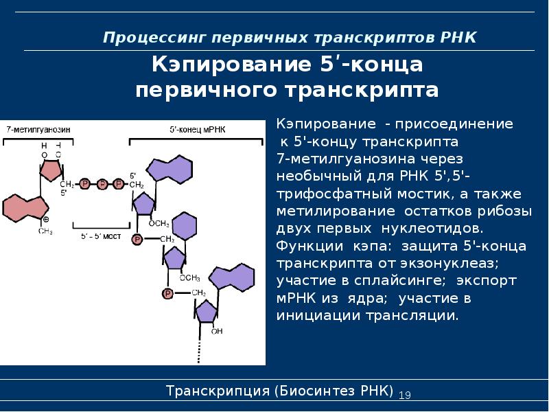 Биохимия картофеля презентация