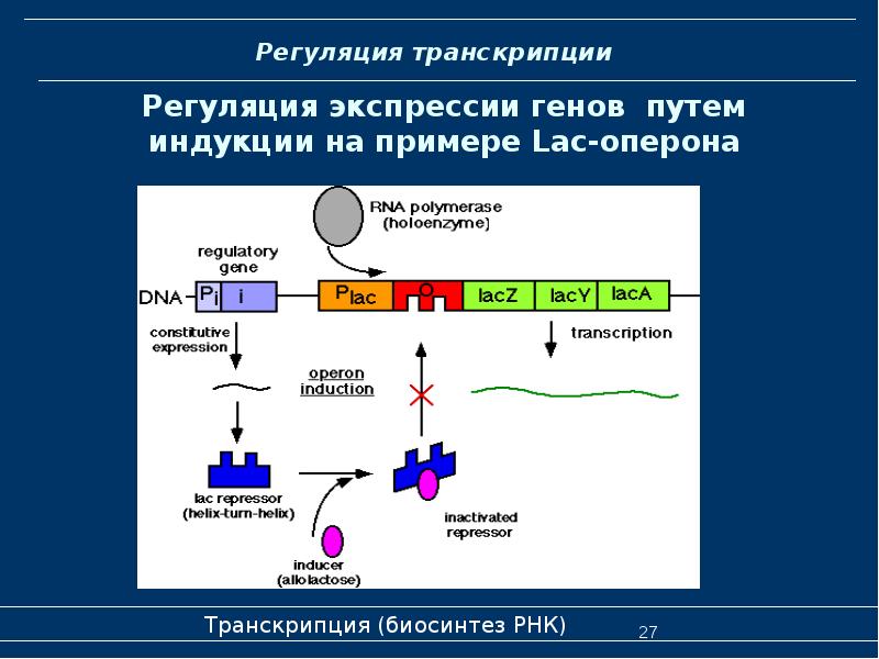 Презентация транскрипция биология