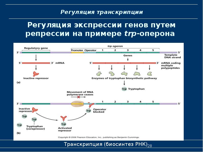 Презентация транскрипция биология