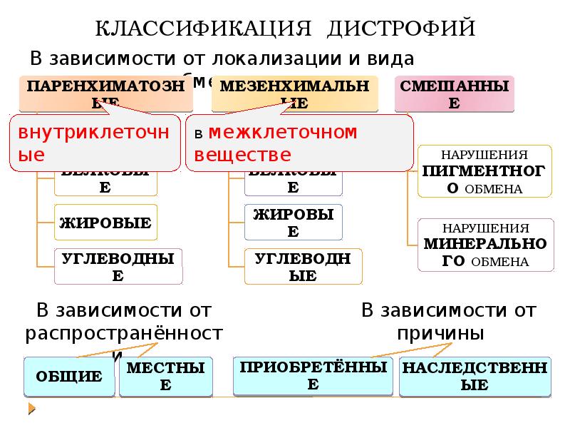 Подпишите виды дистрофий рисунки