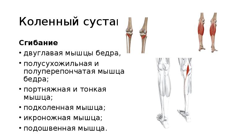 Полусухожильная мышца