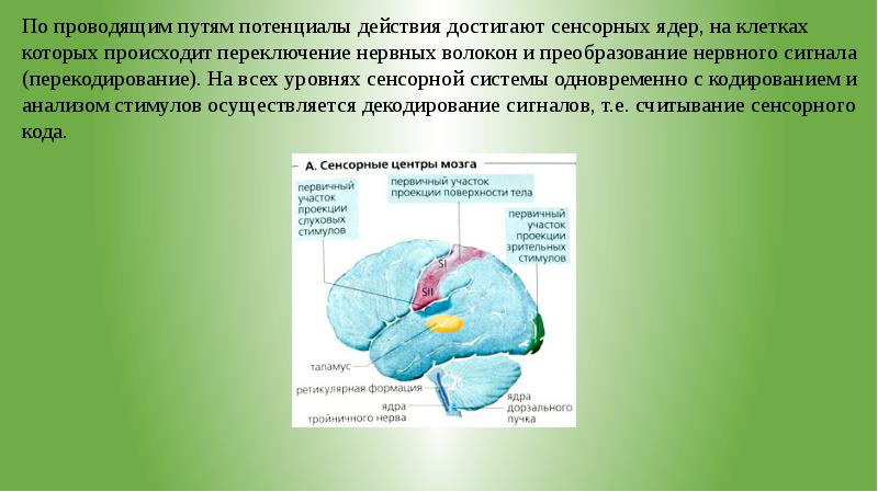 Интеллектуальные сенсорные системы презентация