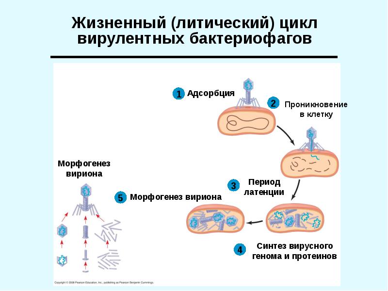 Жизненный цикл бактериофага. Цикл развития вирулентных бактериофагов. Жизненный цикл вирулентного бактериофага. Литический жизненный цикл вируса. Литический цикл бактериофага.