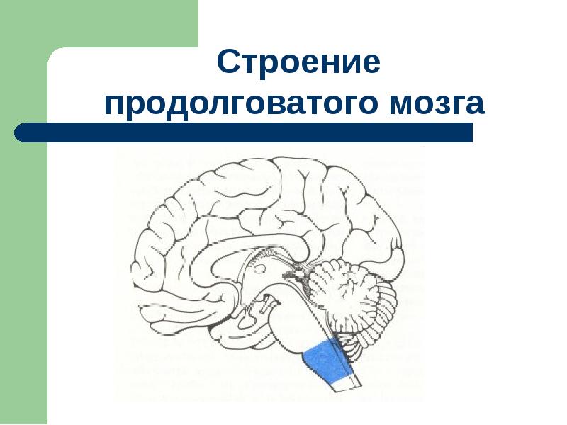 Продолговатый отдел мозга строение. Продолговатый мозг на схеме мозга. Продолговатый мозг строение. Строение продолговатого мозга человека. Продолговатый мозг расположение.