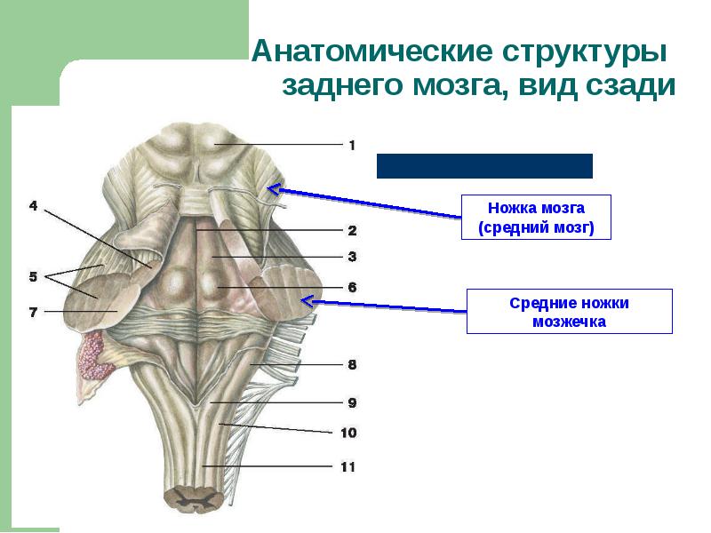 Презентация задний мозг