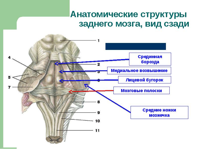 Продолговатый мозг картинка с подписями