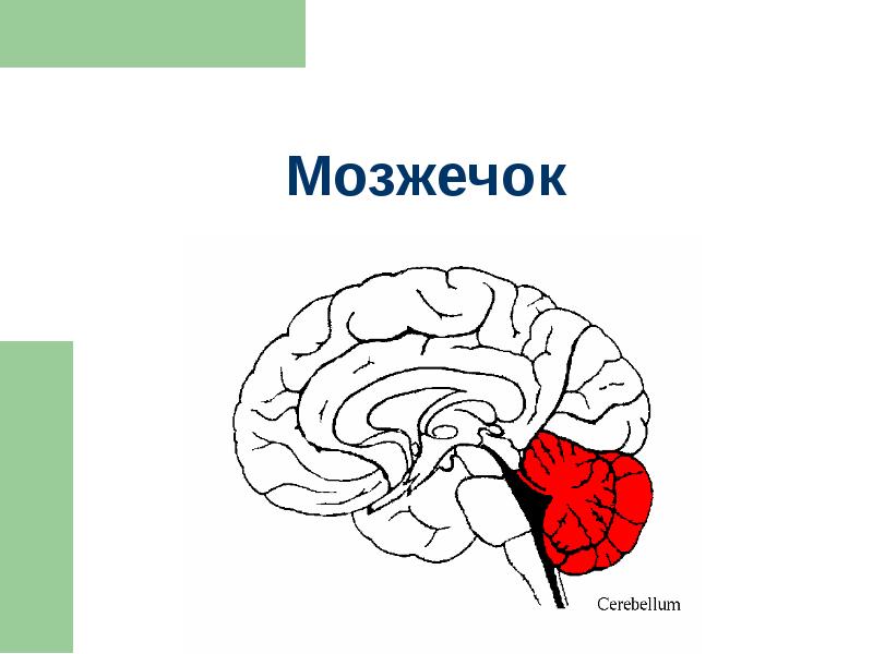 Задний мозг презентация