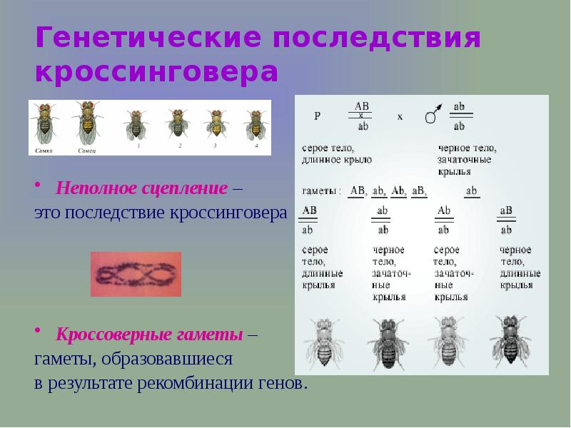 Полное и неполное сцепление генов презентация