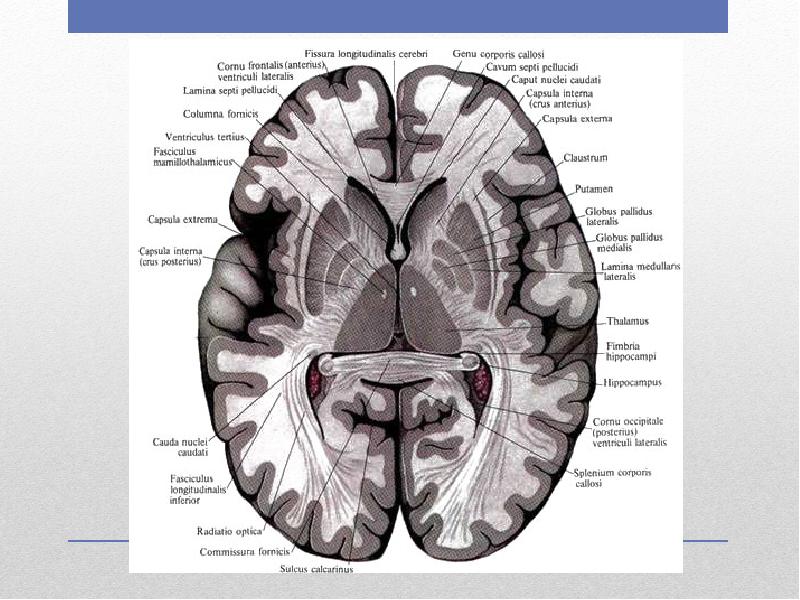 Базальные ядра головного мозга анатомия схема