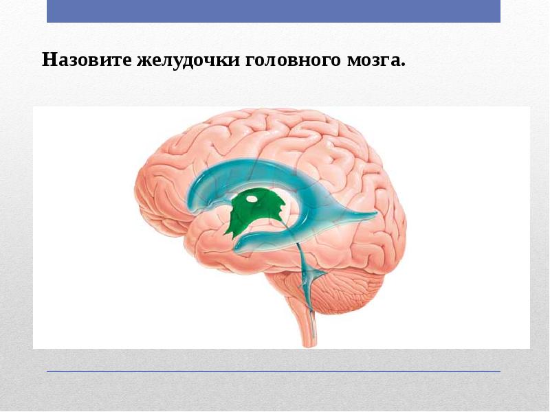 Полости головного мозга. Желудочки головного мозга. Желудочки головного мозга функции. Схема полостей головного мозга.