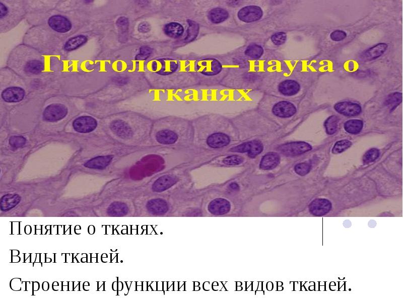 Понятие ткани гистология. Гистология анализ. Дистология это. Дисплазия шейки матки цитология. Гранулематоз вегенера гистология.
