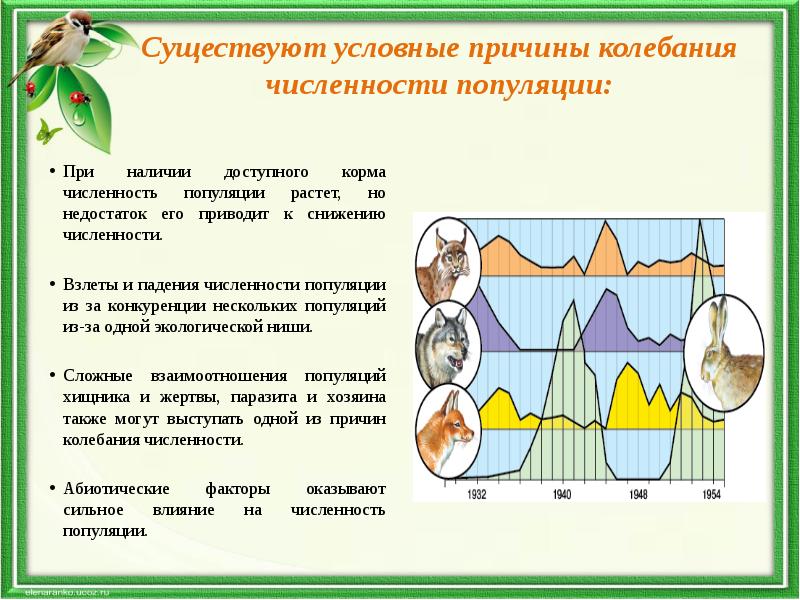 Динамика популяции презентация 11 класс биология