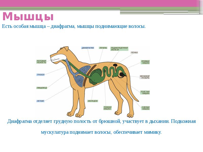 Презентация внутреннее строение млекопитающие 7 класс биология