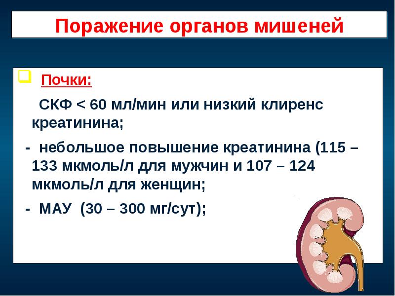 Небольшое повышение. Поражение органов мишеней СКФ. Клиренс клубочковой фильтрации. Клубочковая фильтрация почек.