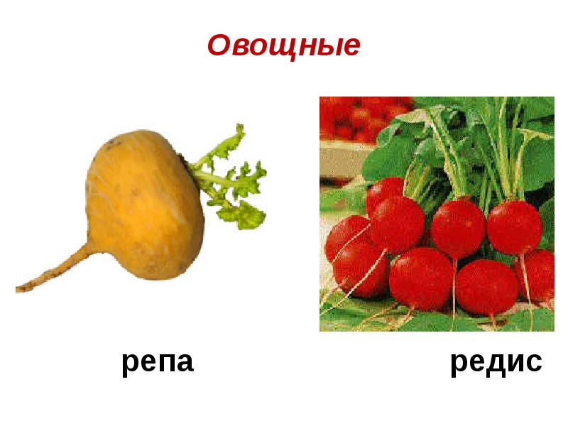 Наши помощники домашние животные и культурные растения 1 класс презентация