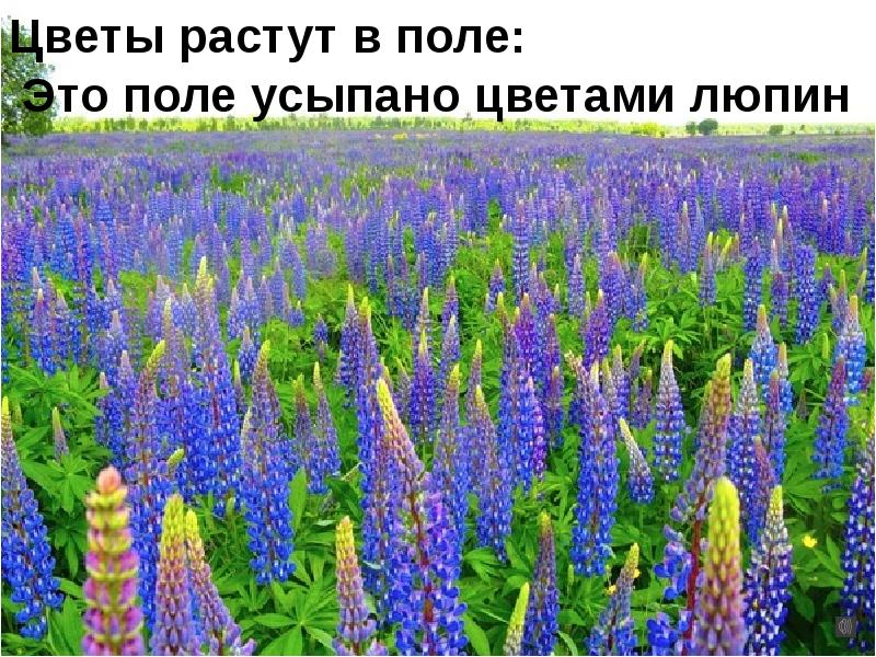 Люпины цитаты