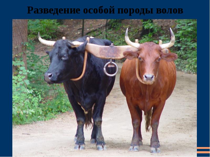 Особой породы. Как правильно an Oxen или a Oxen. An Ox youtube.