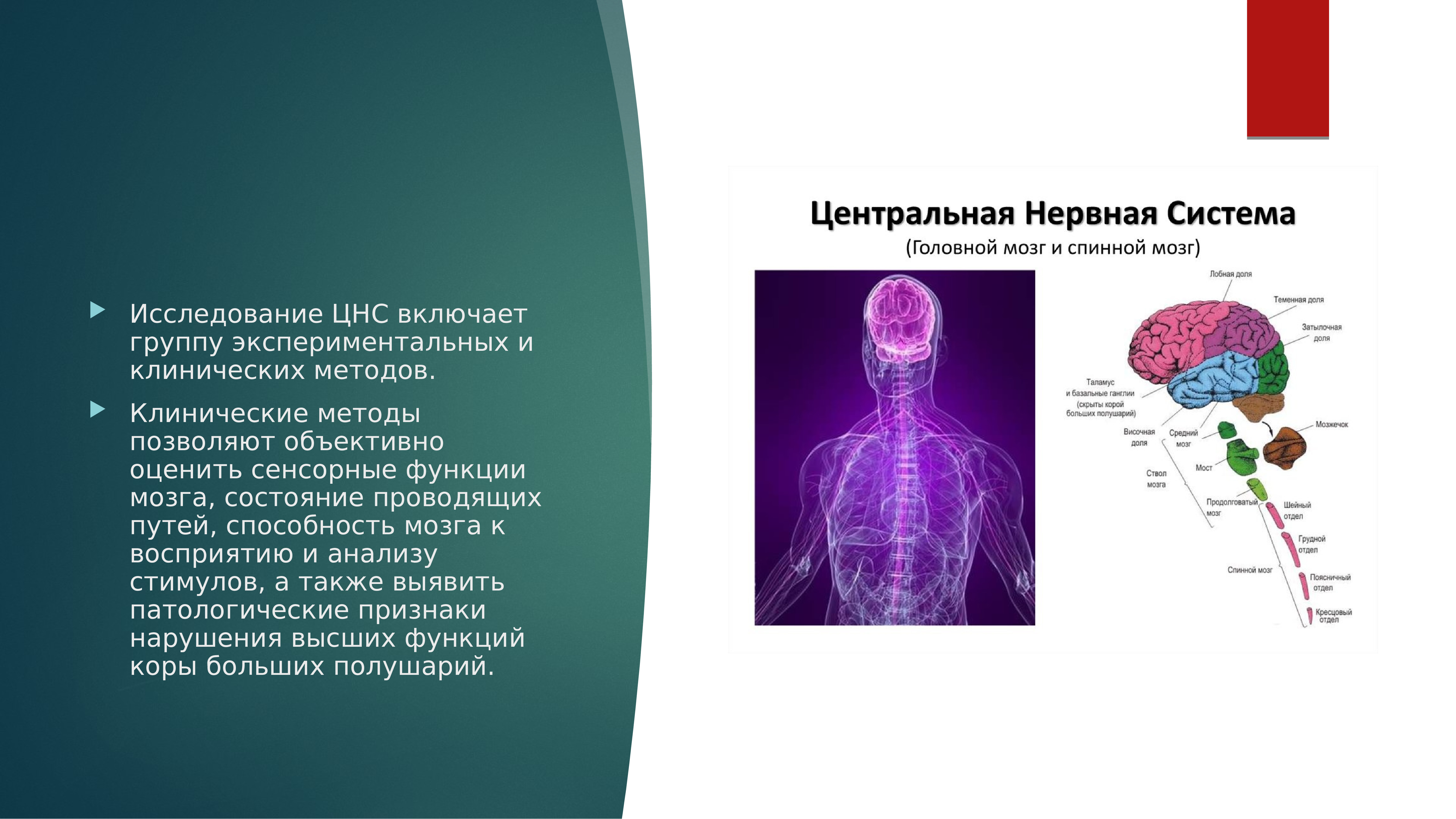 Анализы цнс. Туберкулез центральной нервной системы презентация. Центральная нервная система презентация. Обследование нервной системы.