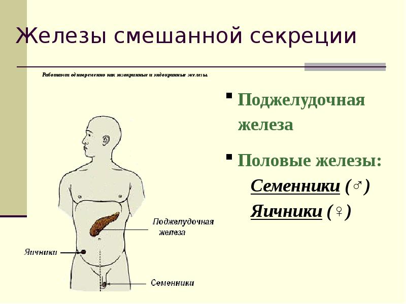 Железы человека презентация