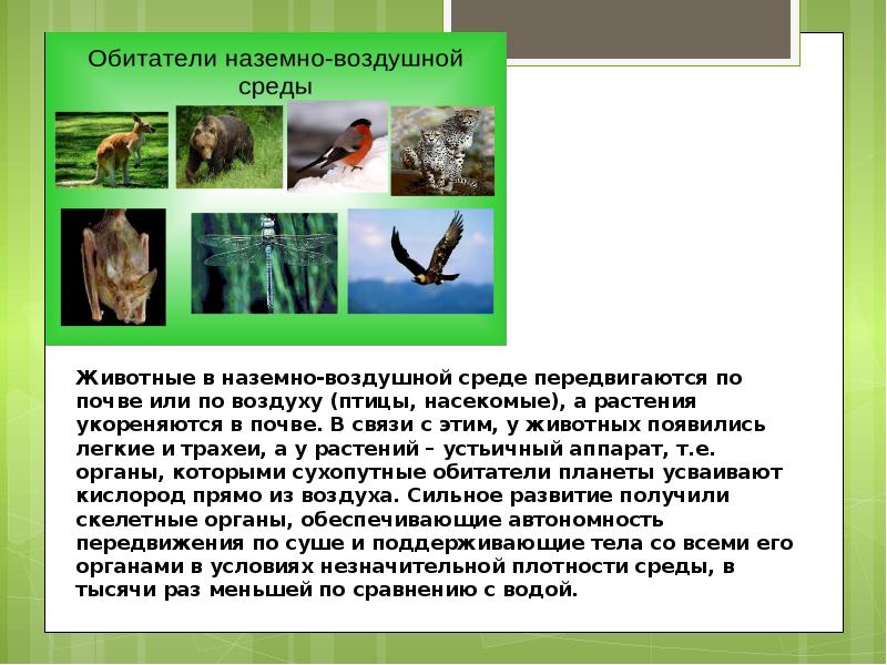 Причины разнообразия организмов. Наземно воздушные обитатели. Насекомые наземно воздушной среды. Птицы наземно воздушной среды. Адаптации к наземно-воздушной среде.