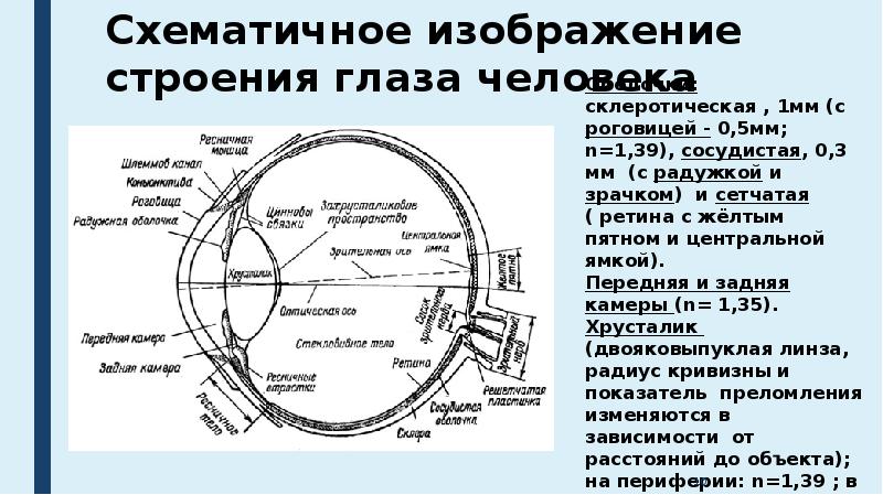 Передняя камера глаза это. Задняя камера глаза функции и строение. Передняя камера глаза строение и функции. Положение и строение глаза. Функции передней и задней камеры глаза.