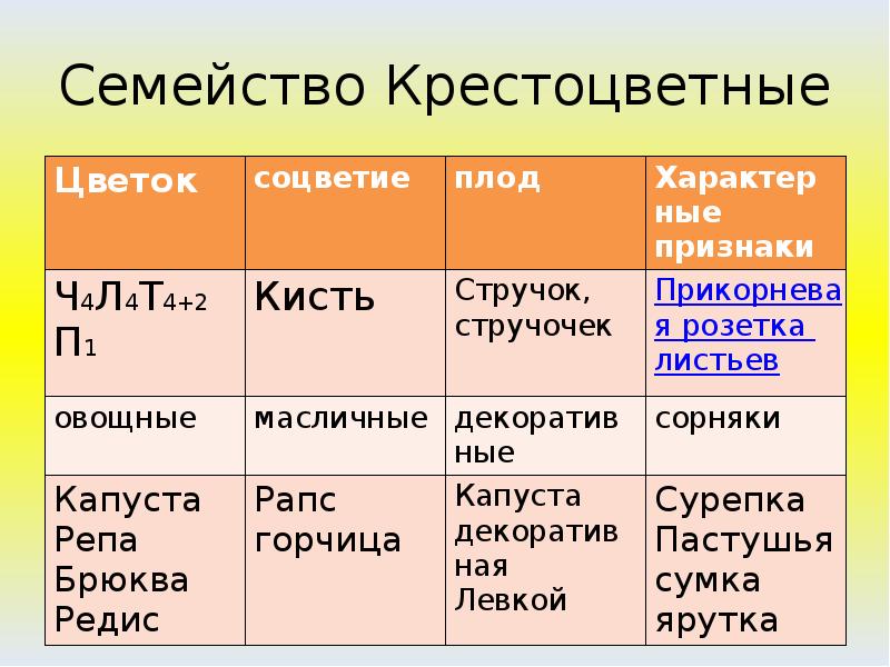 Семейство крестоцветные проект