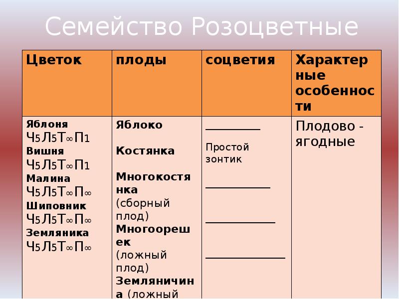 Семейство крестоцветные проект