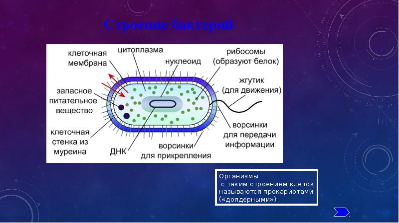 В клетках прокариот отсутствуют. Органоиды бактериальной клетки. Строение цитоплазмы бактериальной клетки. Функции бактериальной клетки 5 класс. Строение бактериальной клетки 5 класс биология таблица.