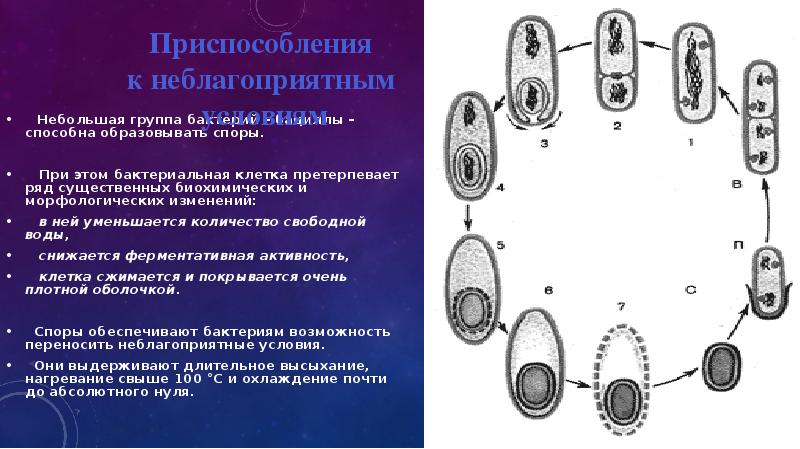 Бактерии образующие споры в неблагоприятных условиях. Приспособление к неблагоприятным условиям. Приспособление простейших к неблагоприятным условиям. Приспособление бактерий к неблагоприятным условиям.