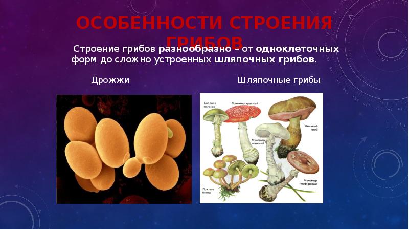 Строение клеток дрожжевых грибов какая наука