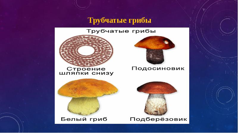 Различие трубчатых грибов. Съедобные трубчатые грибы названия. Название трубчатых грибов биология 5 класс. Трубчатые грибы 2) пластинчатые грибы. Белый гриб трубчатый или пластинчатый.