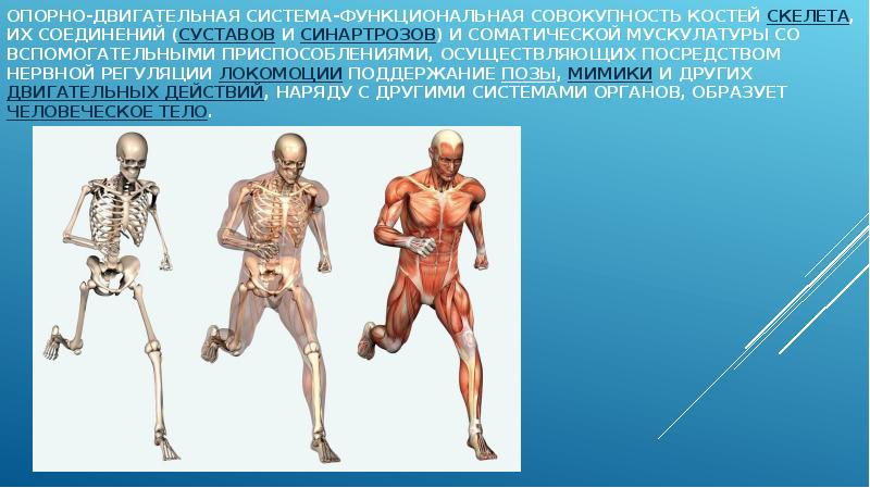 Опорно двигательный аппарат человека презентация