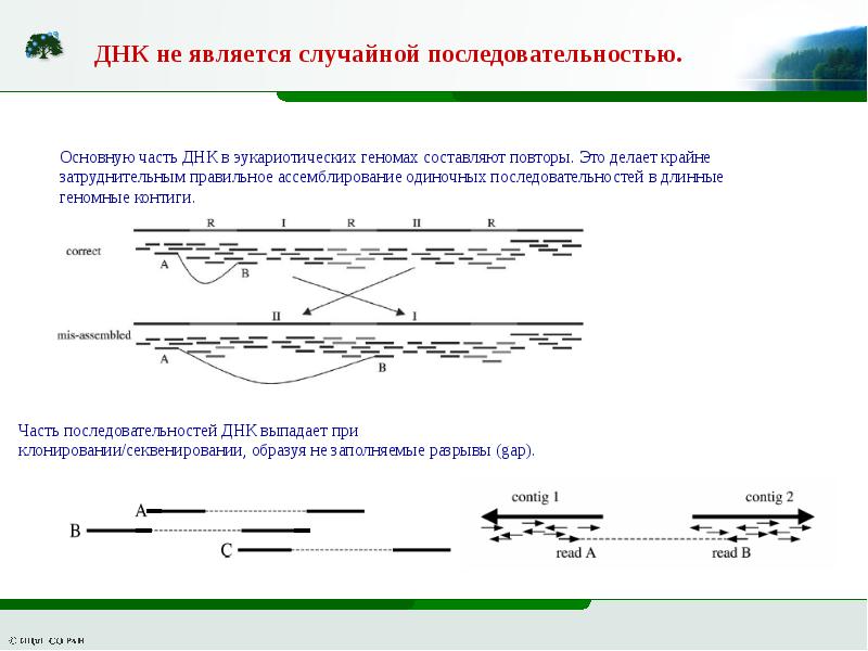 Уникальные последовательности днк. Секвенирование ДНК. Одномолекулярное секвенирование. Секвенирование по Сэнгеру. Выравнивание последовательностей ДНК.