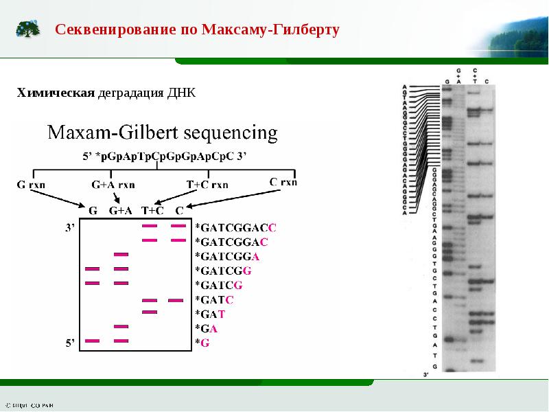 Секвенирование нуклеотидов. Схема химического секвенирования ДНК. Метод максама-Гилберта секвенирования ДНК. Секвенирование химическим методом. Химический метод секвенирования.
