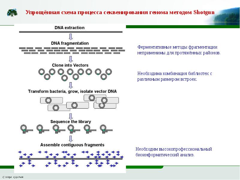 Секвенирование днк презентация