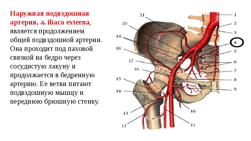 Кровоснабжение матки презентация