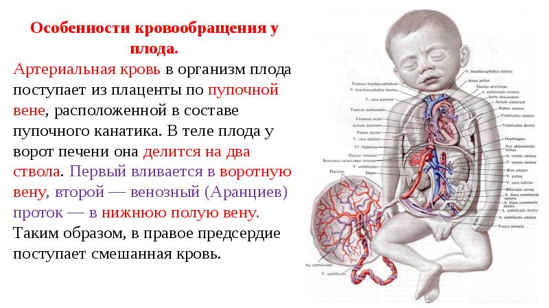 Сосуды матери рисунок