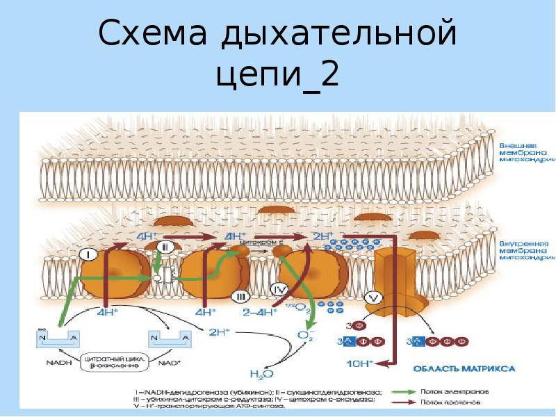 Схема дыхательной цепи