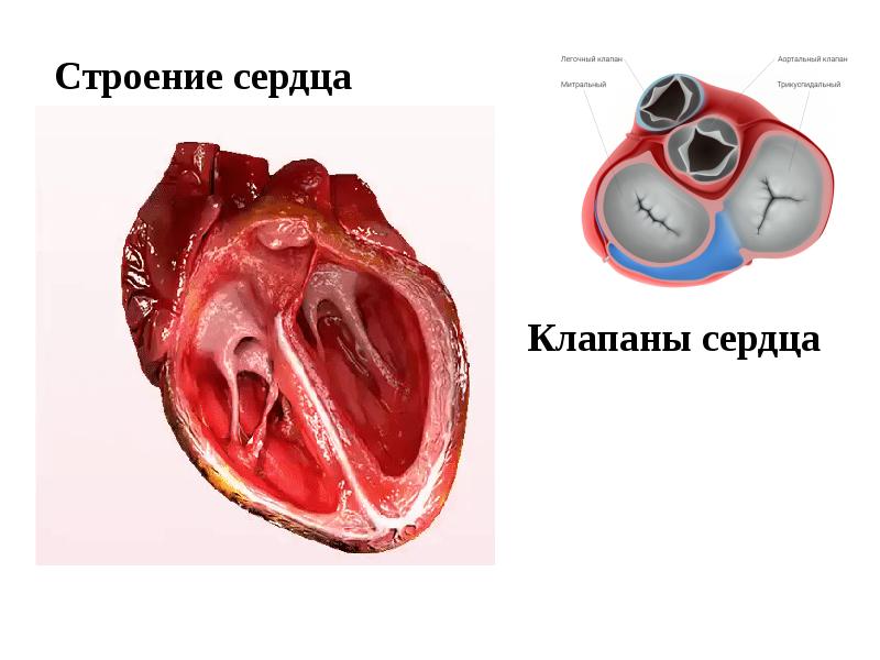 Пороки трехстворчатого клапана презентация