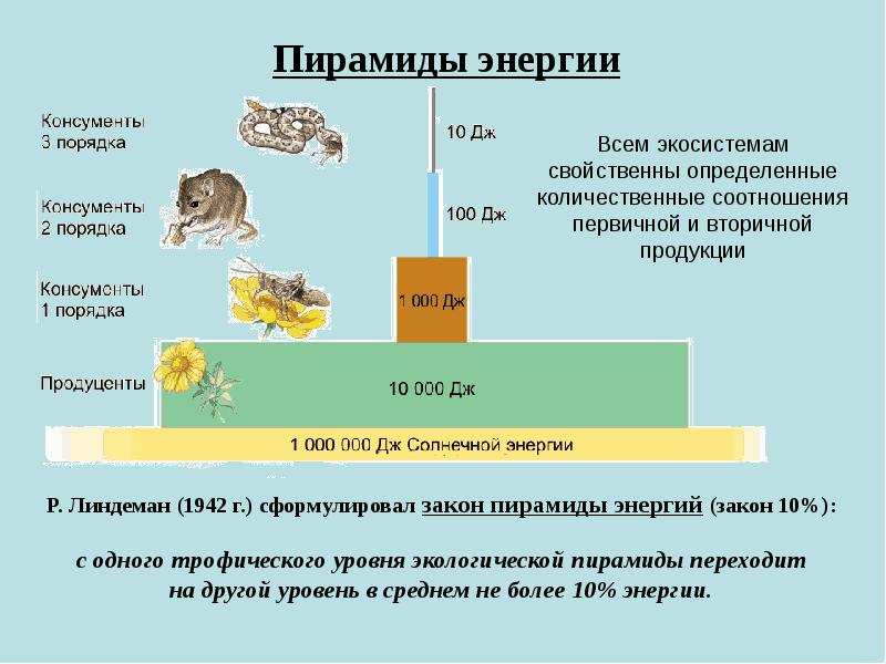 Презентация трофические уровни