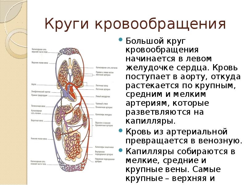 Презентация на тему круги кровообращения - 86 фото